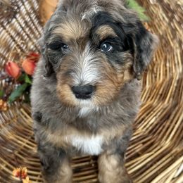 Pugsley - Blue merle male Bernedoodle puppy in Mattawan, Michigan from KaZoo Doodles