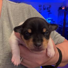 Ruby male 2 - White black and tan male Toy Fox Terrier puppy in Clermont, Florida from Debbie Hiles's Toy Fox Terriers