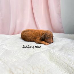 Red Riding Hood - Sable female Poodle puppy in Ellenburg Center, New York from Kristin's Puppies