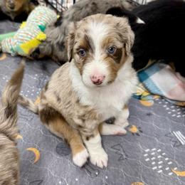 Ello - Brown merle female Aussiedoodle puppy in Heber City, Utah from Junipersdoodles