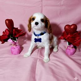 Chip - Blenheim male Cavalier King Charles Spaniel puppy in Pennsylvania from Julie's Cavalier King Charles Spaniels