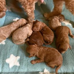 Baby yellow - Red  female Poodle puppy in Meyersdale, Pennsylvania from Annie’s Toy Poodles