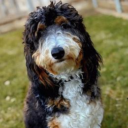 Anya - Bernedoodle