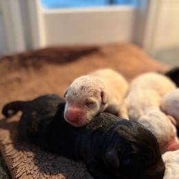 Boy 3 - Yellow male Labrador Retriever puppy in Isanti, Minnesota from Four Corners Family Labs