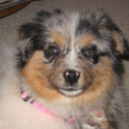 Australian Shepherds from Ken-Lin Aussies