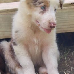 River - Red merle male Border Collie puppy in Hull, Texas from Simmons Toy Aussies and Border Collies