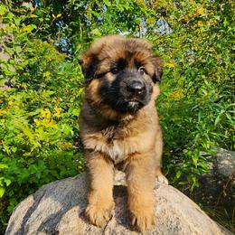 Caycie - Sable female German Shepherd puppy in White Cloud, Michigan from Von WestLynn German Shepherds