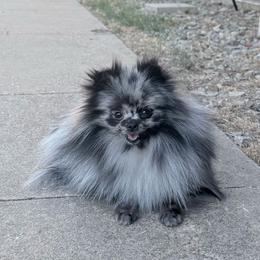 Dollie - Blue merle female Pomeranian puppy in Coleman, Oklahoma from Pretty Poms