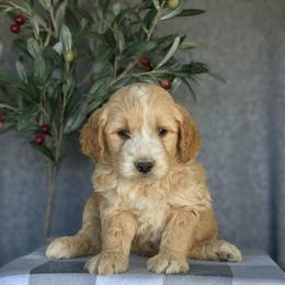 Tucker - Apricot male Goldendoodle puppy in Apopka, Florida from Rae Precious Puppies