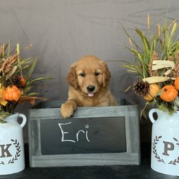 Golden Retriever Puppies from KP Golden Retrievers