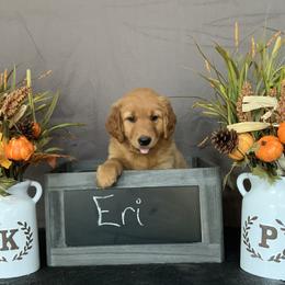 Golden Retriever Puppies from KP Golden Retrievers