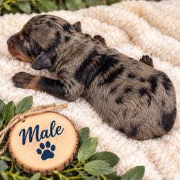Luigi - Gray male Poodle puppy in Athens, Tennessee from Paws & Kisses