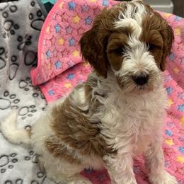 Princess - Parti female Goldendoodle puppy in Maricopa, Arizona from AZ Designer Goldendoodles