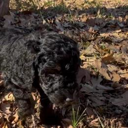 Joe - Black male Goldendoodle puppy in Arlington, Texas from Chambers Doodle Patch