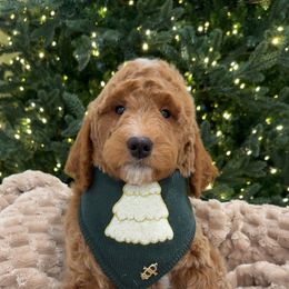 Rocky - Apricot male Goldendoodle puppy in Anaheim, California from Cuddle Bear Doodles