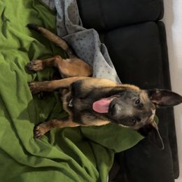 Boy 1 - Belgian Malinois puppy in Arizona from The Malagator House