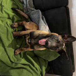 Boy 1 - Belgian Malinois puppy in Arizona from The Malagator House