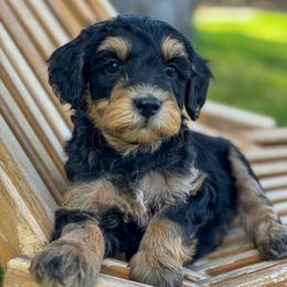 Monica - female Golden Mountain Doodle puppy in Twin Falls, Idaho from Magic Valley Family Doodles
