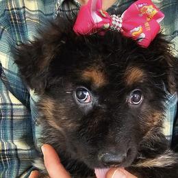 Kitty - Black and red German Shepherd puppy in Columbus, Indiana from Stony Lonesome GSD