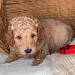 Ruby - Red  female Goldendoodle puppy in Lehi, Utah from Thompson Family Puppies