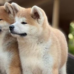 American Corgis and Japanese Akitainus from Tripple Fam