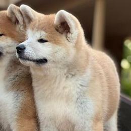American Corgis and Japanese Akitainus from Tripple Fam