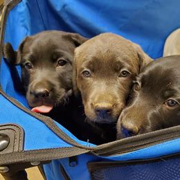 Dilute Retriever Puppies from Wayalife Labradors