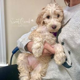 Honey- F1b Sheepadoodle - Fawn and white female Sheepadoodle puppy in Cambridge, Ohio from Sweet Creek Pups