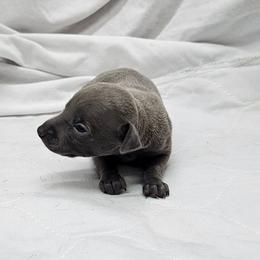 Lily - Blue female Italian Greyhound puppy in Newalla, Oklahoma from Heartland Iggys