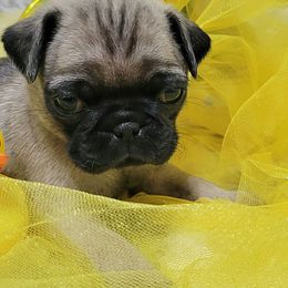 Yellow Girl - Fawn female Pug puppy in Weirsdale, Florida from Splash of Color Pug's