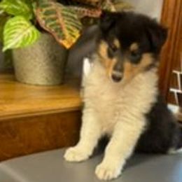 Bailey - Black white and tan Collie puppy in Carencro, Louisiana from Cajun Bayou's Collies