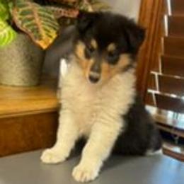Bailey - Black white and tan Collie puppy in Carencro, Louisiana from Cajun Bayou's Collies