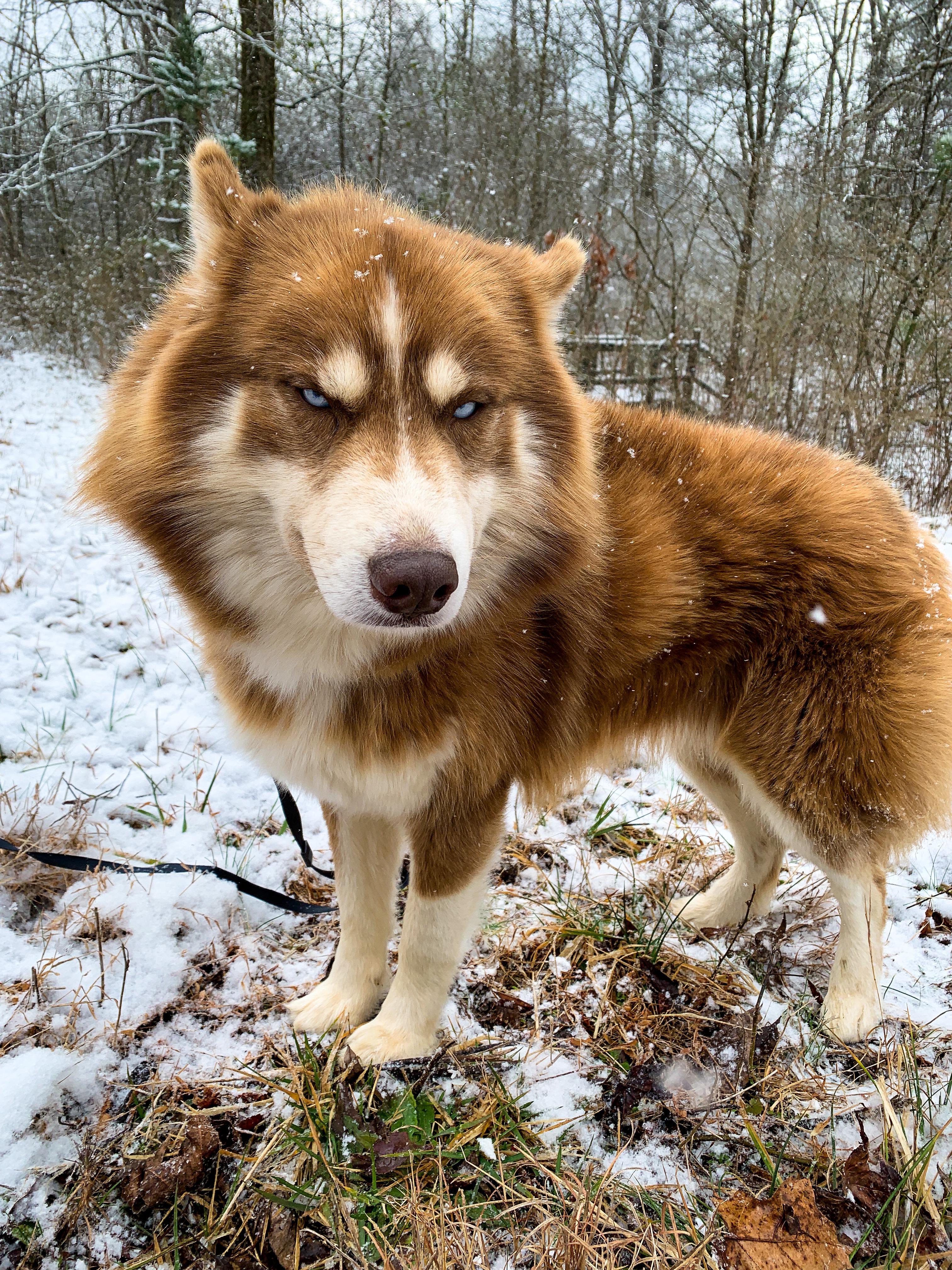 Timber