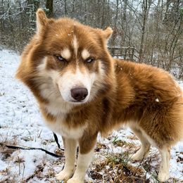Timber - Siberian Husky