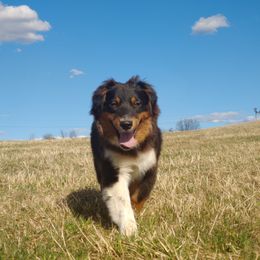 Dixie - Australian Shepherd