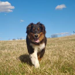 Dixie - Australian Shepherd