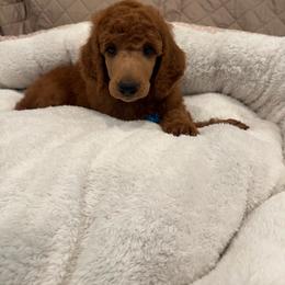 Light blue collar boy - Red  male Poodle puppy in Riverside, California from Riverside red poodles