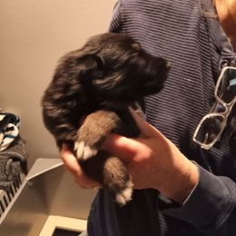 Girl 1 - Black and tan female German Shepherd puppy in Nye, Montana from Duke AKC Shepherds