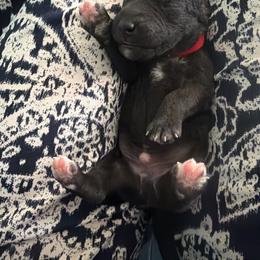 Boris B.Good - Blue male Bedlington Terrier puppy in San Jose, California from Barbos Heart