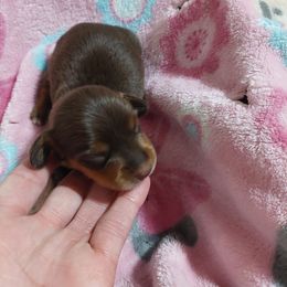 Maple - Chocolate and tan female Dachshund puppy in Moriarty, New Mexico from SW Doxie Hounds