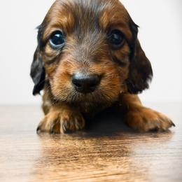 Ziggy 3200 - Red male Dachshund puppy in Sylvania, Alabama from Yancey’s Doxies