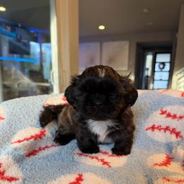 Mr. Jax - Tricolor male Shih Tzu puppy in Kent, Washington from Exclusively Shih Tzu's LLC
