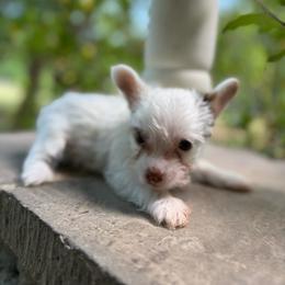 Romeo - Tri-color male Yorkipoo puppy in Henderson, North Carolina from Dorans Danes and Doodles