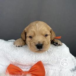 Nacho - Cream male Goldendoodle puppy in Utah County, Utah from Big Hearted Breeders