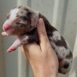 Girl 3 - Red merle female Australian Shepherd puppy in Iola, Texas from MK Aussies