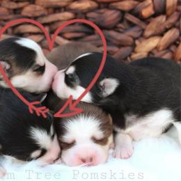 Pomsky Puppies from Palm Tree Pomskies