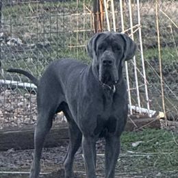 Lambo - Great Dane