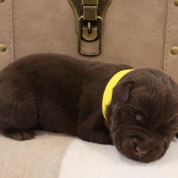 Wade - Chocolate male Labrador Retriever puppy in Camden, Indiana from Camden's Caring Canines