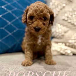 Porsche - Apricot female Assorted Doodle Crosses puppy in West Haven, Utah from The Cava Labdoodles