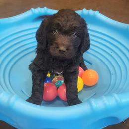Patsy - female Newfypoo puppy in South Haven, Minnesota from Hidden Haven Poodles and Doodles